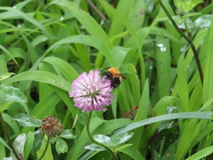 Bombus diversus