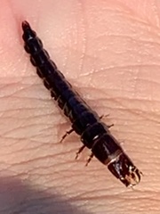 Temnoscheila virescens