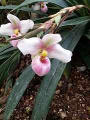 Phragmipedium
