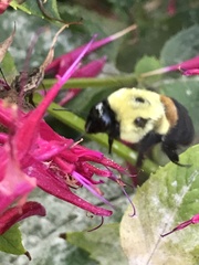 Bombus griseocollis