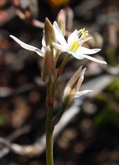 Ornithogalum hispidum hispidum