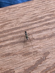 Rainieria antennaepes