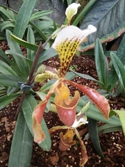 Paphiopedilum