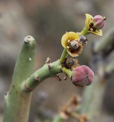 Euphorbia dregeana