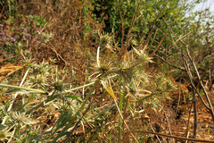 Eryngium petiolatum