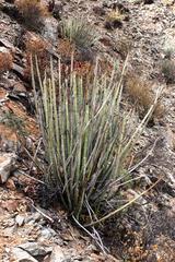 Euphorbia dregeana