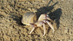 Ocypode ryderi