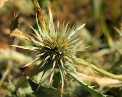 Eryngium petiolatum