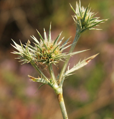 Eryngium petiolatum