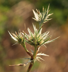 Eryngium petiolatum