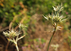 Eryngium petiolatum