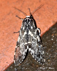 Hypercompe jaguarina