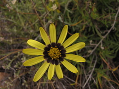 Osteospermum scariosum