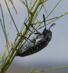 Julodis humeralis