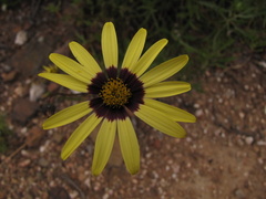 Osteospermum scariosum
