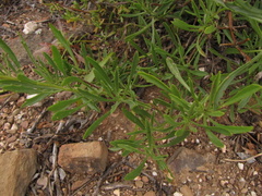 Osteospermum scariosum