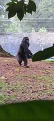 Gorilla gorilla