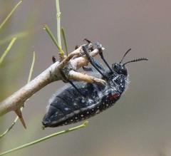 Julodis humeralis
