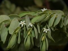 Olax phyllanthi
