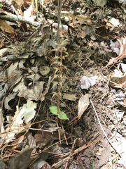 Neottia bifolia