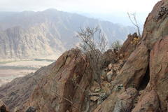 Antherothamnus pearsonii