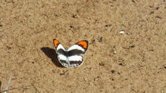 Colotis euippe omphale