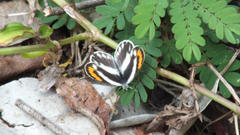 Colotis euippe omphale