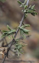 Antherothamnus pearsonii