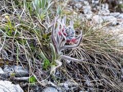 Cynoglossum magellense