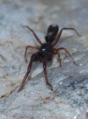 Diaphorocellus biplagiatus