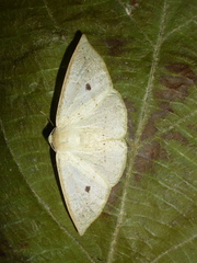 Cirsodes acuminata