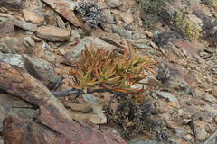 Aloidendron ramosissimum