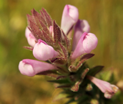 Orthocarpus bracteosus