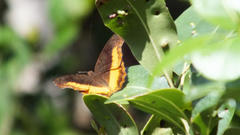 Eurytela dryope angulata