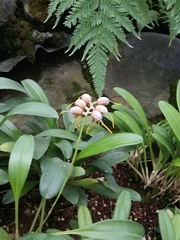 Alpinia nutans