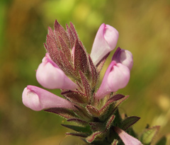 Orthocarpus bracteosus