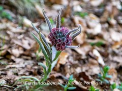 Cynoglossum magellense