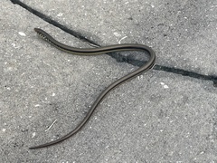 Ophisaurus ventralis image