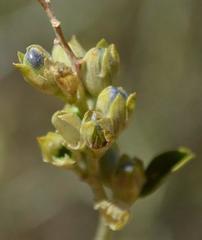 Psoralea arborescens