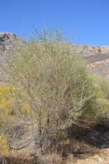 Psoralea arborescens