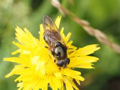 Cheilosia canicularis