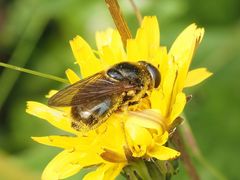 Cheilosia canicularis