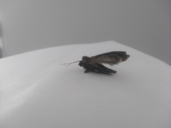 Lepidoptera
