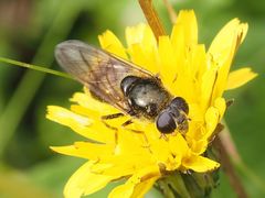 Cheilosia canicularis