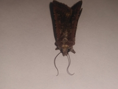 Lepidoptera
