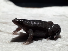 Elachistocleis nigrogularis