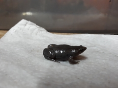 Elachistocleis nigrogularis