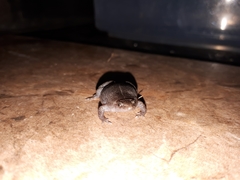 Elachistocleis nigrogularis