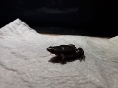 Elachistocleis nigrogularis
