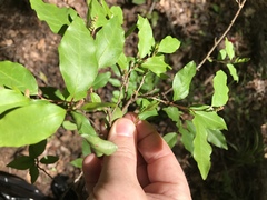 Ditrysinia fruticosa